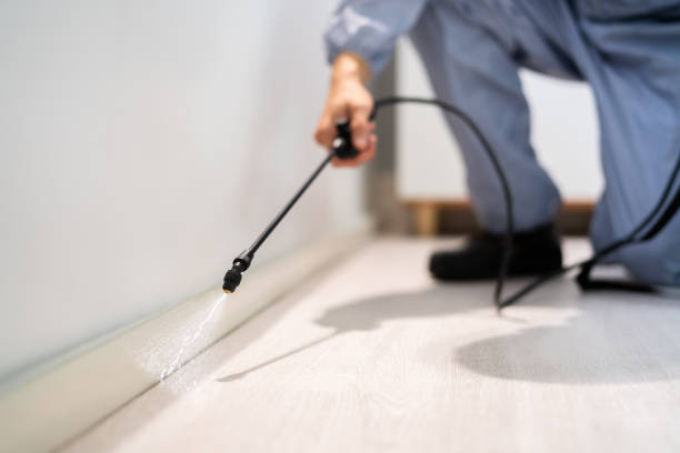 Licensed Wasp Removal service in Clinton, MO - Show Me Pest Control